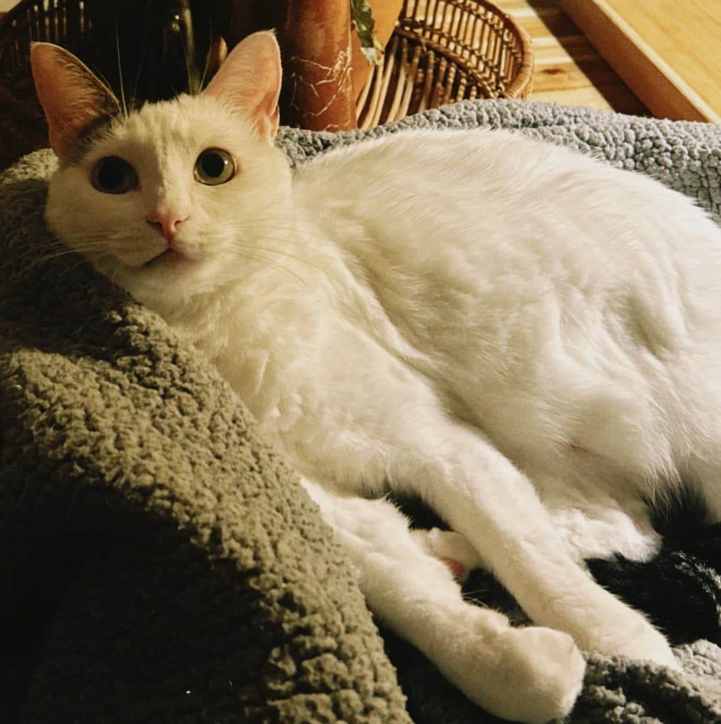 Nono deitada na cama, a olhar para a câmara.